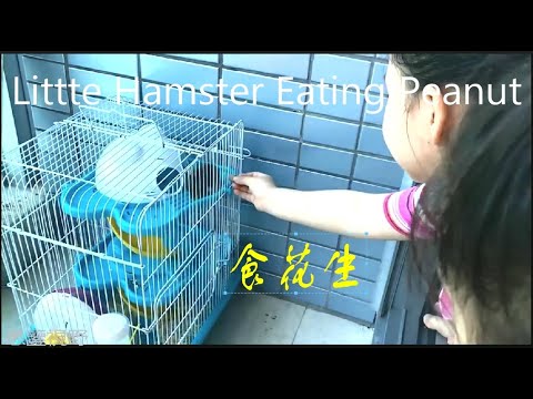 小瓜子食花生 ~Little Hamster Eating Peanut
