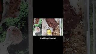 Crushed Cricket Bread #dailyfacts #facts #interestingfacts #shorts