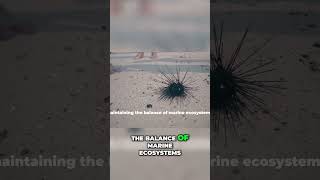 Exploring the Secret Life of Sea Urchins