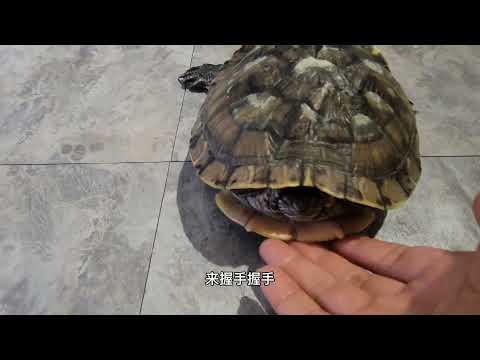 cute money turtle可愛金錢龜😀😀❤
