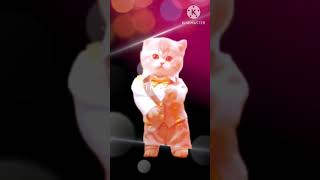 Cat dance video।#cat #music #catvideos #hiphop #rapper #artist