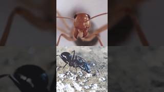 Red ant vs Black ant #devil_varun!!! #redant #blackant #ant #insect