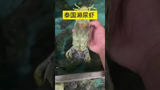 泰国濑尿虾 #生猛海鲜 #海鲜 #美食 #seafoodrecipes #chinaseafood  #seafood