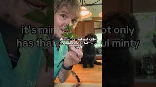 Pet with Bad Breath? Great DIY Home Remedy!