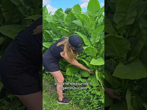 Harvesting Florida Sun Grown Tobacco #shorts