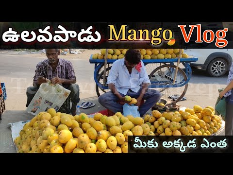 Ulavapadu Mango Vlog | Ulavapadu Mango Stalls | Ulavapadu Mangos | ulavapadu Mango Selling || Telugu