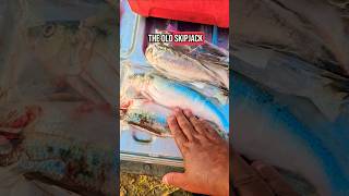 Skipjack vs Shad! #fishing #fish #angler #angling #pesca #shorts