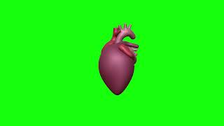 Human Anatomy Real Heart 3d Heart Beating #human #anatomy #real #heart  #3d #animation #greenscreen