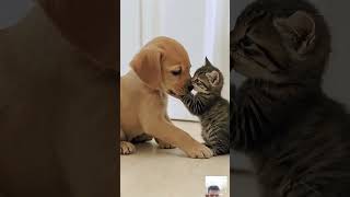 #puppycat #cat #dog #kitten #catstagram #trending
