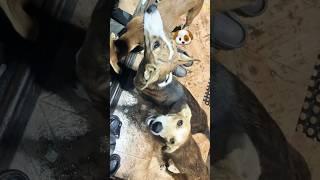 Dogs party #dog #dogshorts #dogs #dogvideos #petdog #dogsviral #pets #animallovers #animals