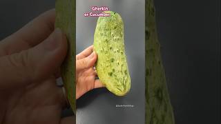 This is Gherkin or Cucumber?? 🥒😱