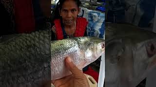 জুন ২০২৫ সালে ইলিশের খুচরা দাম, নাগেন্দ্র মাছের বাজার।| Hilsa price June 2025 | #ilish #hilsa