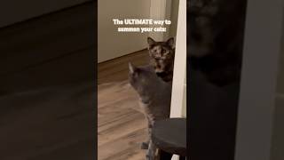 How to summon your cats (The BEST way) #fyp2025 #cat #catfunny #kitty #summoned #catcomedy