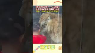 把老虎弄疯只需一个人类幼崽 小男孩和老虎隔着玻璃打起来 网友：还真是初生牛犊不怕虎 #宠乐园 #轻松一刻 #动物