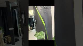 Woman wraps a damp cloth around her plant leaf to encourage it to open!