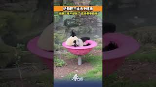 奶爸把三妹抱上轉碗，結果三妹不想玩了，直接舉手投降。#熊貓 #三妹
