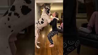 #dog  #cut #puppy #doglover #dogstagram #dogoftheday