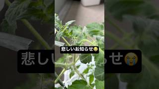 苗から始める　初心者のミディトマト水耕栽培③現在進行中 （試行錯誤の備忘録）