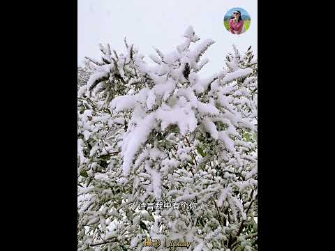 听雪落的声音在雪的世界里，我是自由的旅人。站在这片白色皑皑的天地间，我张开双臂，拥抱风的轻抚 、雪的纯净。这一刻，我与天地共舞。 #beautiful #音乐分享 #听雪落的声音 #摄影