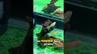 ok so from now on I'm calling all my male guppies Robert😁 #palikpikrepublic #guppy #guppyfish