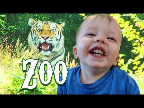 Zoo Trip | Cute Funny Crazy Animals | Wild Animal Adventure for Kids with Kinder Playtime