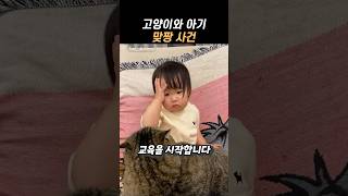 고양이와 맞짱 사건