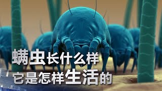 螨虫长什么样？它是怎样生活的？| 科学实验室