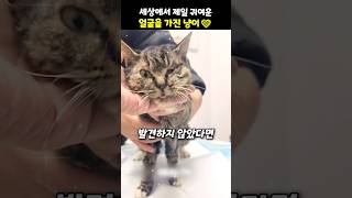 세상에서 제일 귀여운 얼굴을 가진 냥이❤️