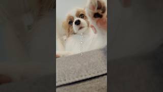 美人パピヨンから感謝のメッセージ #可愛い犬 #犬動画 #美人パピヨン #パピヨン #犬好き #犬好きさんと繋がりたい #パピヨン動画 #ふわふわ犬 #犬の魅力 #papillon
