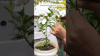 Thanks for 1.5L views Sadabahar ki cutting grow kare#shorts #sadabahar #plants#terracegarden