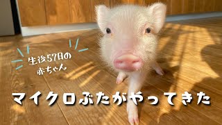 マイクロブタの赤ちゃんが我が家に来た日｜びしゃまる🐷｜マイクロブタカフェの様子