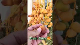 Fresh Dates 😍🤩 #shorts #shortsfruits #datesfruit #satisfying #dates #saudiarabia