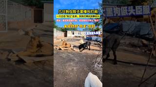 幾隻狗在院子裡嚎叫打鬧，一隻白色"狗王"走來，狗狗們瞬間安靜低頭，網友：看起來其貌不揚，卻是靠實力當上"狗王"！#shorts