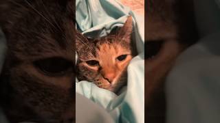 Muffins is a cute cave bear 😻 #adorable #cat #cutecat #floofycat #meow #muffin #muffinthecat