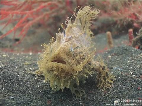 Hairball, Lembeh Strait