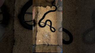 UNBOXING THE MOST VENOMOUS SNAKE FROM AFRICA