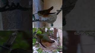 Mother Allen's Hummingbird Laying Two Eggs