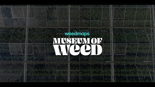 Weedmaps to Open the Museum of Weed (WMMW)