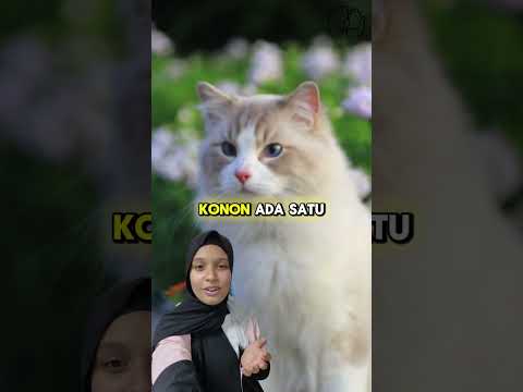Kucing Dalam Islam#dakwah#dosa #dosabesar #kisahislami #cat #catlover #dosakecil #islammodern#islam