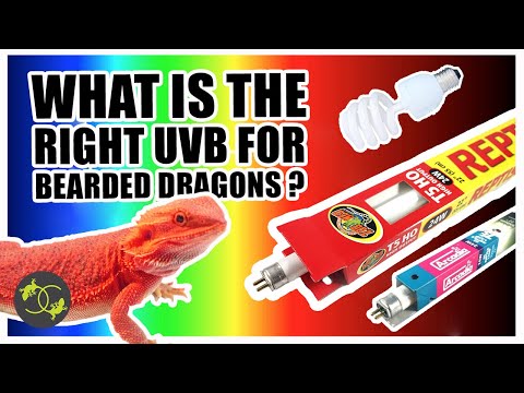 Bearded Dragon UVB Setup - What UVB lighting is the best? - Cookies Critters