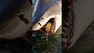 Seacreatures Attack #shorts #fishing #seacreatures #shark #fish #sharks