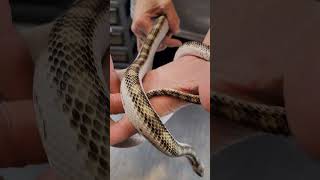 Have you ever seen a snake like this? #reptile #ratsnake #easternblackratsnake #colubrid #snake