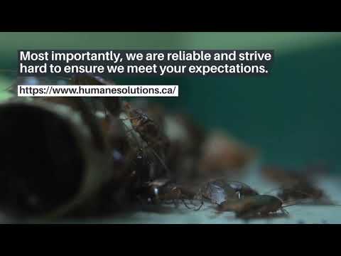 Commercial Pest Control in Vancouver, BC