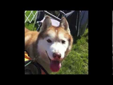 Zoe on the Go- Celine The Siberian-MISSING SINCE NOV 3 2013