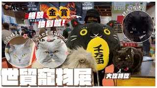 世貿寵物展/終於在吉豆貓抽到金賞了/