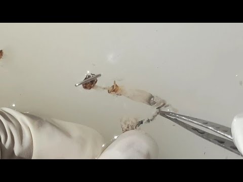 Dissection Of Cockroach - To Study Digestive System Of Cockroach
