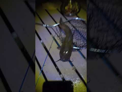 late night cat fishing 🐈 🐟 🎣#fishing #catfishing  #catfish
