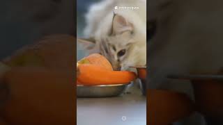 Discover the fascinating science behind why cats love food#CatTrivia #cat  #animation  #catlovers