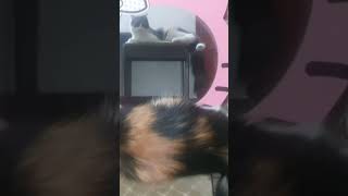 coco in mirror#catstagram #catsoftiktok #cat