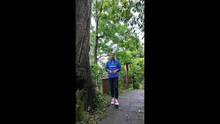 老班章与长城炮的跨界对话：探寻茶马古道的传奇